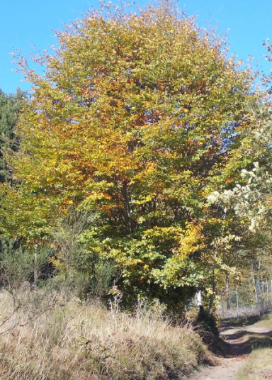 Das Herbstlaub kommt