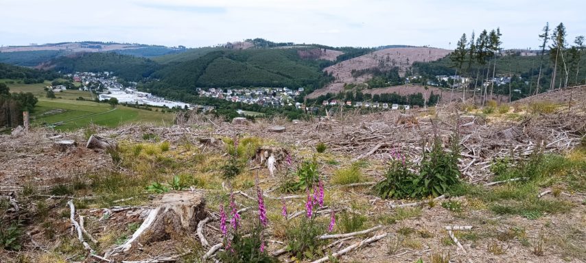 Abgeerntete Hochwaldfläche