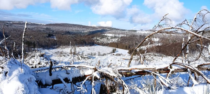 Impressionen aus dem Hauberg